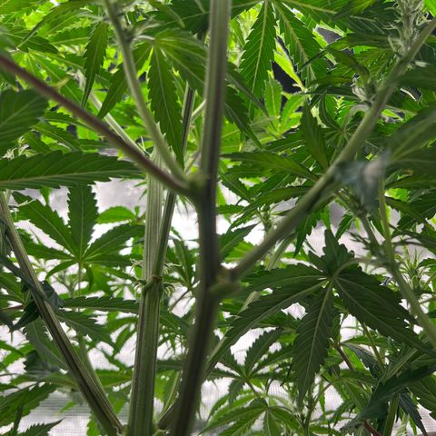 Skywalker OG Auto growlog timeline photo