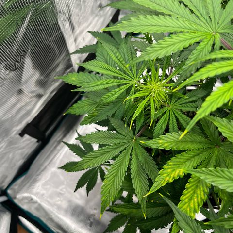 Skywalker OG Auto growlog timeline photo