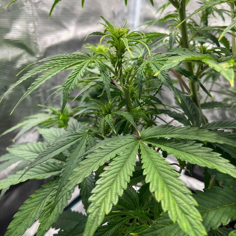 Skywalker OG Auto growlog timeline photo
