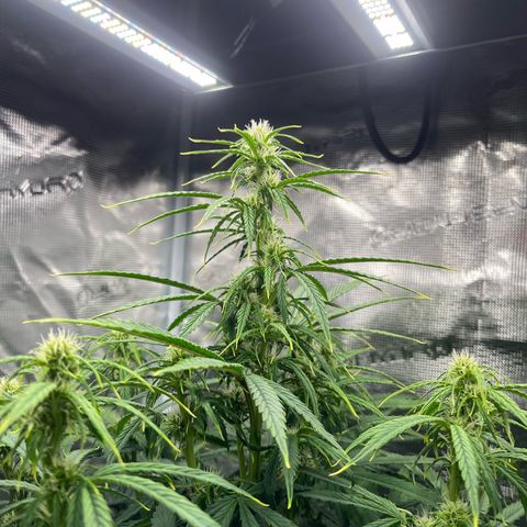 Skywalker OG Auto growlog timeline photo