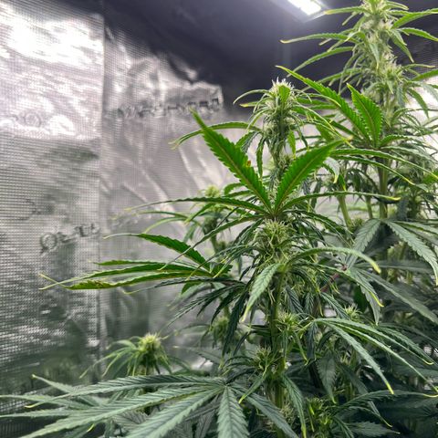 Skywalker OG Auto growlog timeline photo