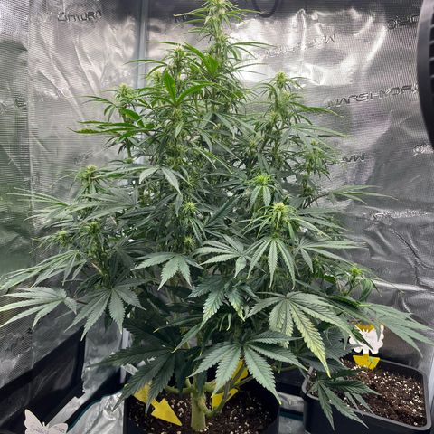 Skywalker OG Auto growlog timeline photo