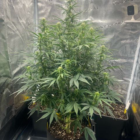 Skywalker OG Auto growlog timeline photo