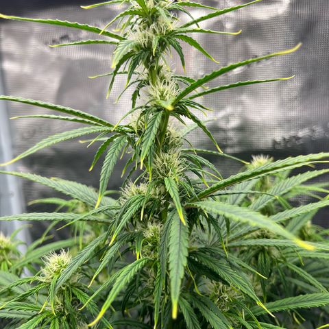 Skywalker OG Auto growlog timeline photo