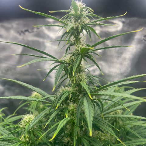 Skywalker OG Auto growlog timeline photo