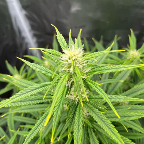 Skywalker OG Auto growlog timeline photo