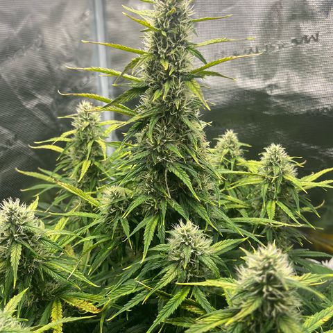 Skywalker OG Auto growlog timeline photo
