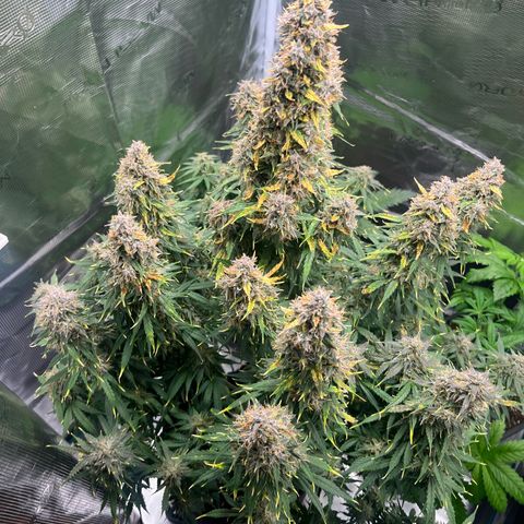 Skywalker OG Auto growlog timeline photo