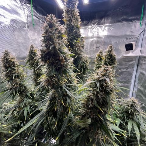 Skywalker OG Auto growlog timeline photo