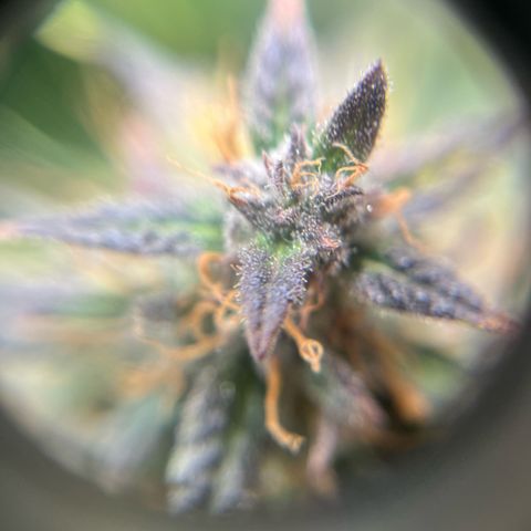 Skywalker OG Auto growlog timeline photo