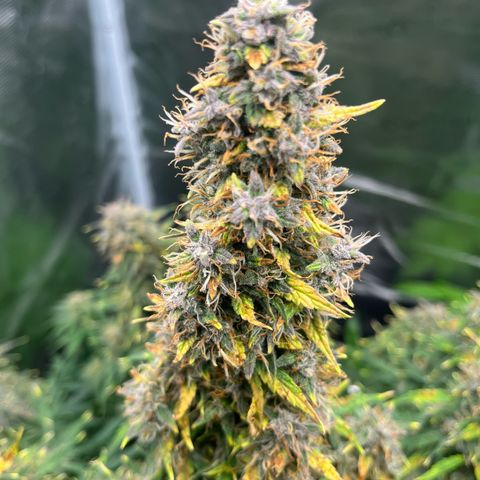 Skywalker OG Auto growlog timeline photo