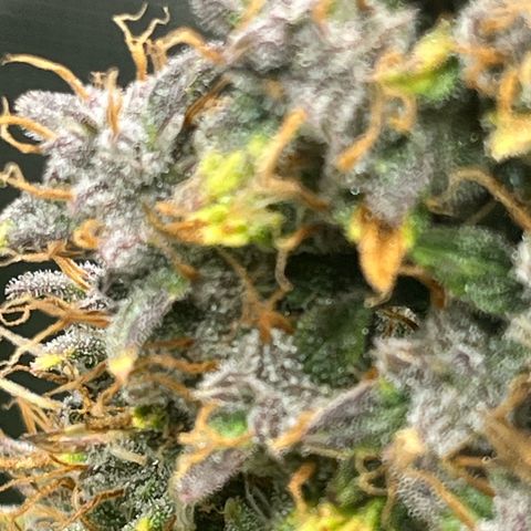 Skywalker OG Auto growlog timeline photo