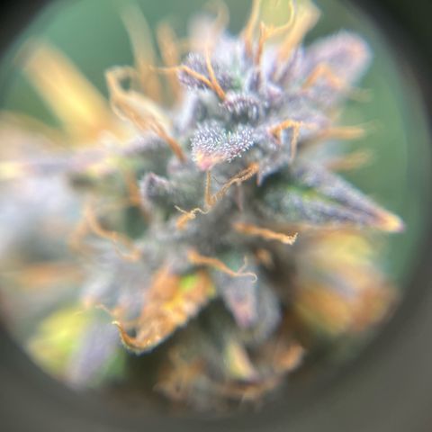 Skywalker OG Auto growlog timeline photo