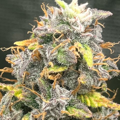 Skywalker OG Auto growlog timeline photo