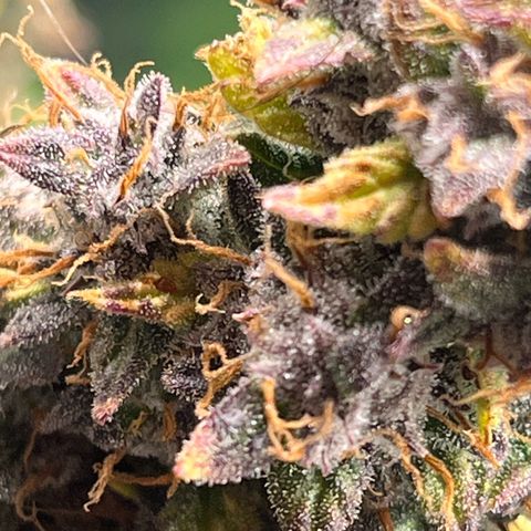 Skywalker OG Auto growlog timeline photo