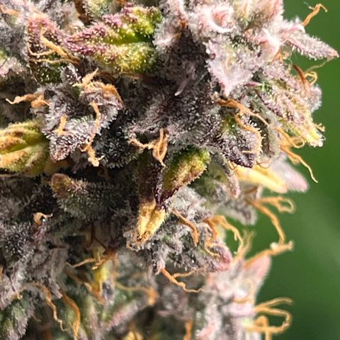 Skywalker OG Auto growlog timeline photo