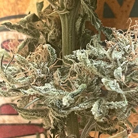 Skywalker OG Auto growlog timeline photo