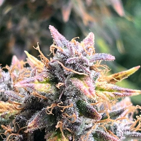 Skywalker OG Auto growlog timeline photo