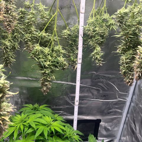 Skywalker OG Auto growlog timeline photo