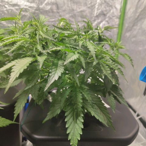 BBC #1 growlog photo: A bit of curliness in the leafs.