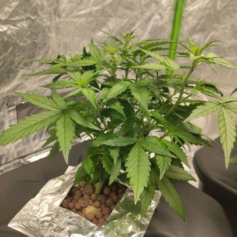 BBC #3 growlog photo: Bit of whiteness in the tips of leafs.
