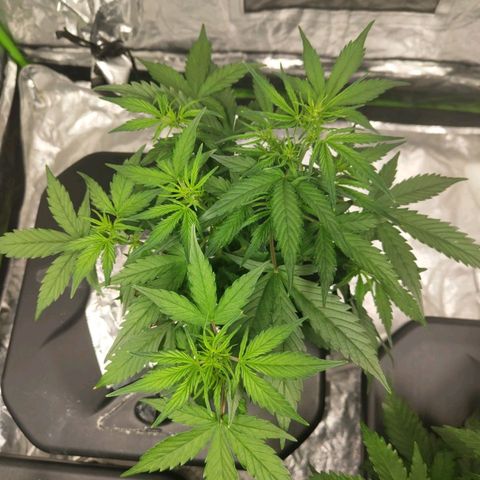 BBC #3 growlog photo: Bit of whiteness in the tips of leafs.