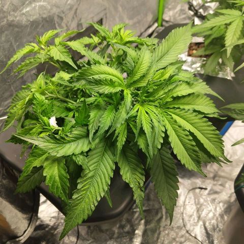 BBC #2 growlog timeline photo