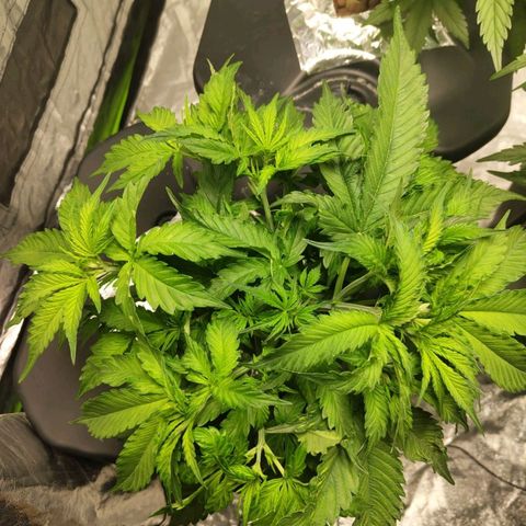 BBC #2 growlog timeline photo