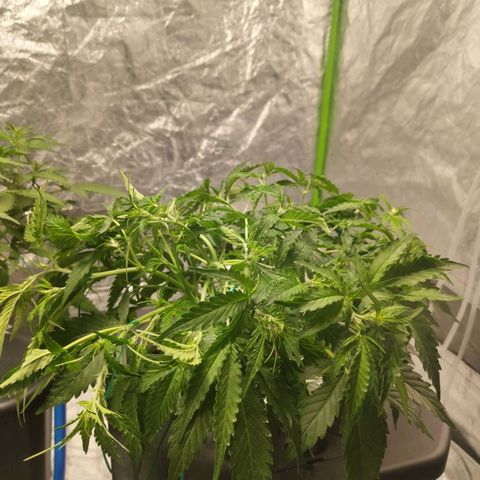 BBC #1 growlog photo: After another LST