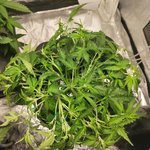 BBC #1 growlog timeline photo