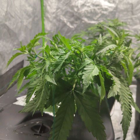 BBC #2 growlog timeline photo