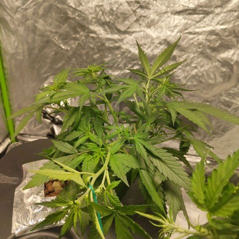 BBC #3 growlog timeline photo