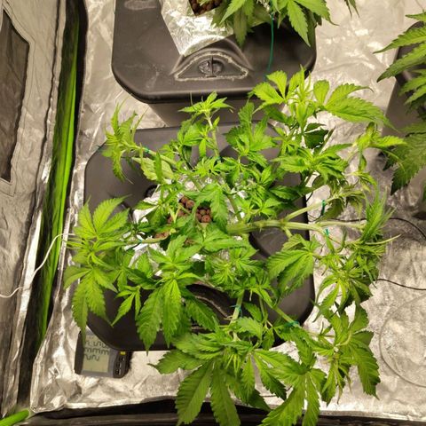 BBC #2 growlog photo: Def + lol