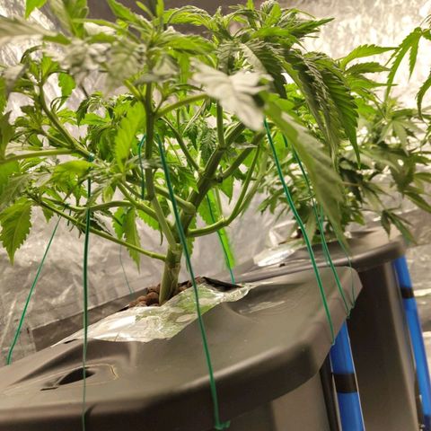 BBC #2 growlog timeline photo