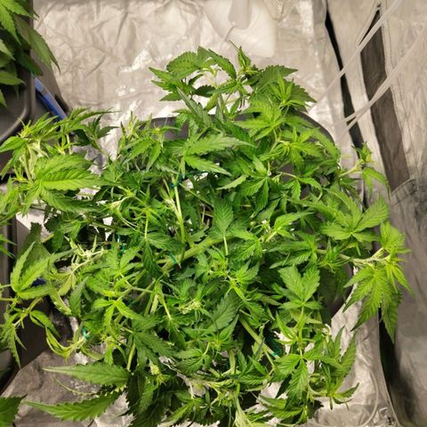 BBC #1 growlog photo: Def + lst
