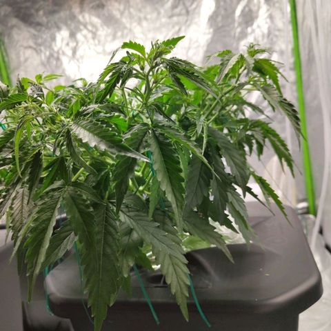 BBC #1 growlog photo: Def + lst