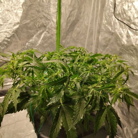 BBC #1 growlog timeline photo