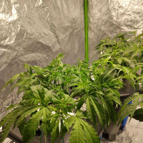 BBC #2 growlog timeline photo
