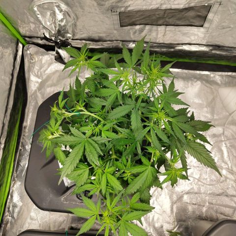 BBC #3 growlog timeline photo