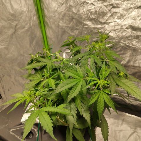 BBC #3 growlog timeline photo