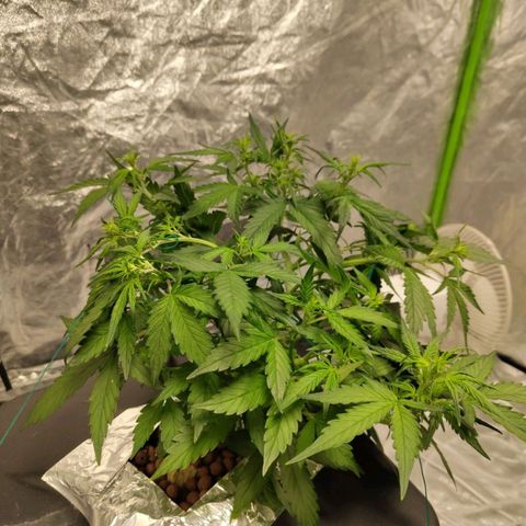 BBC #3 growlog timeline photo