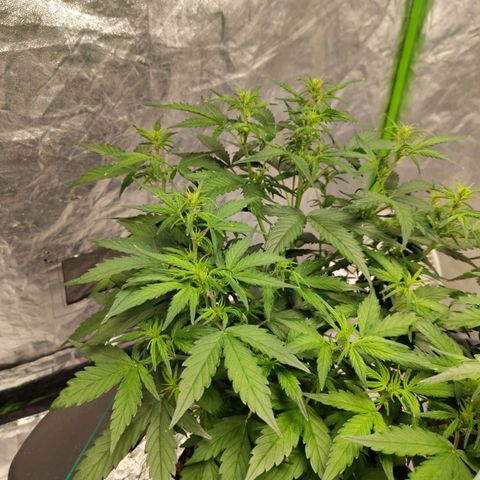 BBC #3 growlog photo: Back colas much taller, a lot of pistils.
