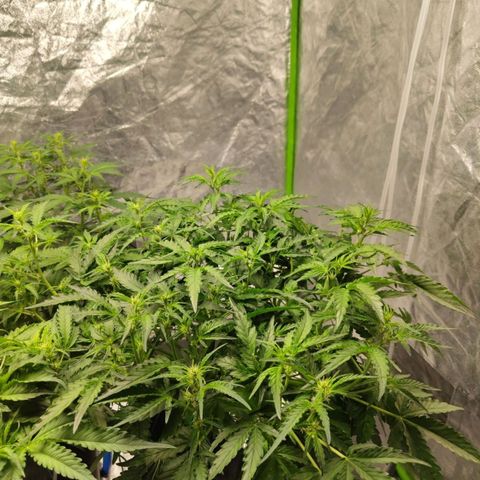BBC #1 growlog photo: Nice canopy and perfecty green leaves. Pistils starting to form well.