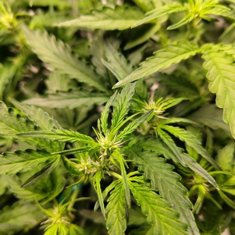 BBC #1 growlog photo: Nice canopy and perfecty green leaves. Pistils starting to form well.