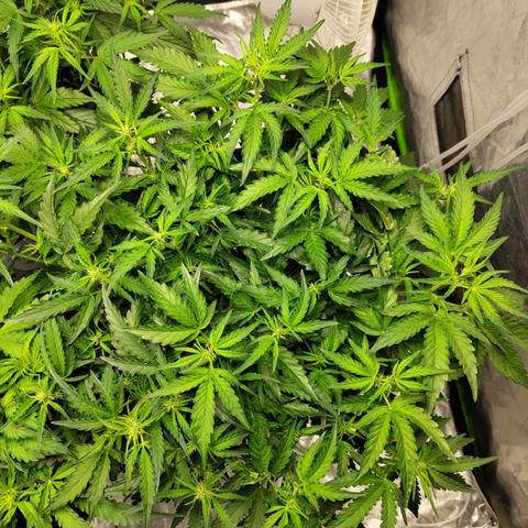 BBC #1 growlog photo: Nice canopy and perfecty green leaves. Pistils starting to form well.