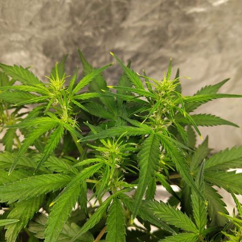 BBC #3 growlog timeline photo