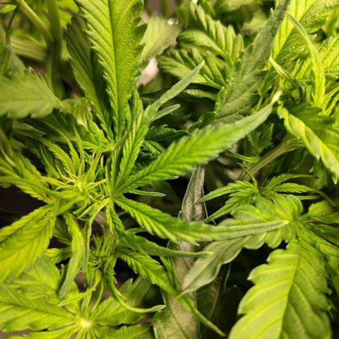 BBC #2 growlog timeline photo