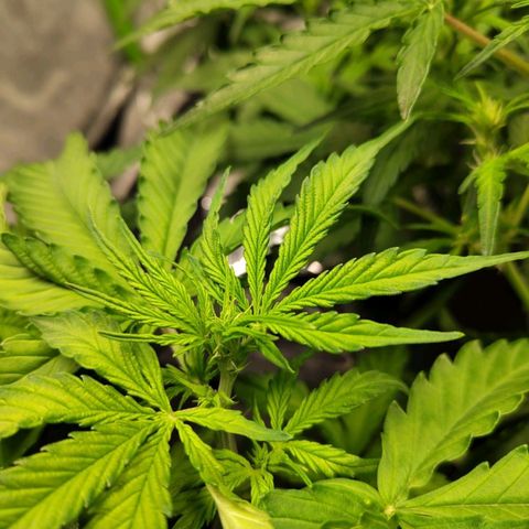 BBC #2 growlog timeline photo
