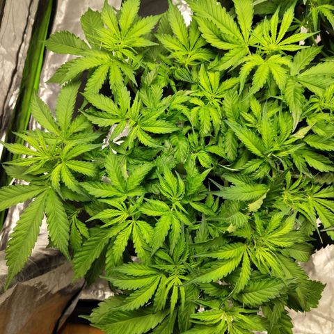 BBC #2 growlog photo: Nice green leaves, first pistils showing.