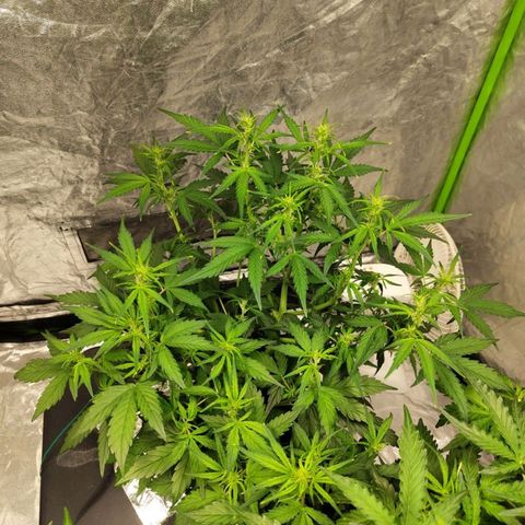 BBC #3 growlog timeline photo